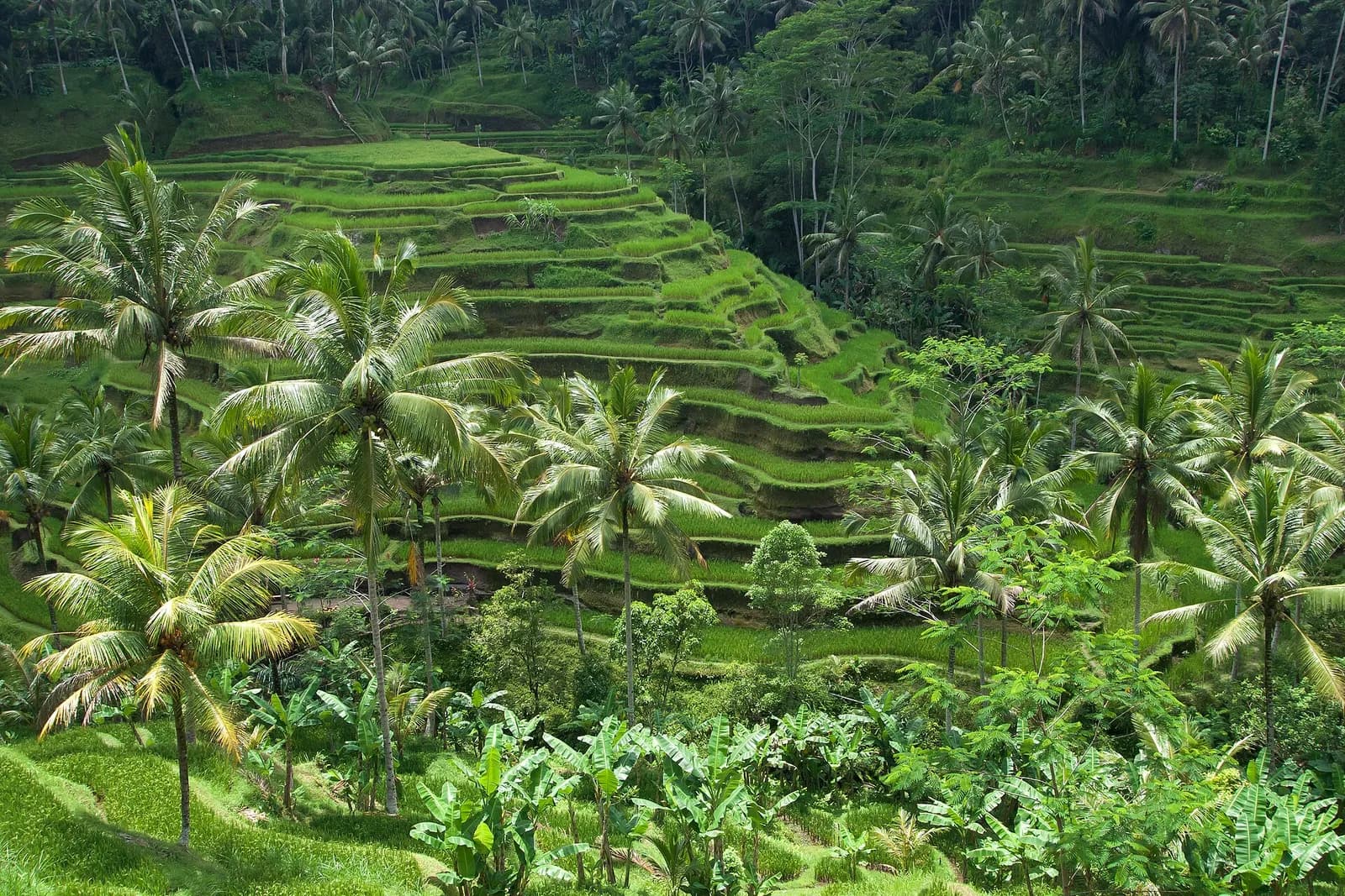les rizières en terrasses de Tegallalang, bordées de cocotiers, près d'Ubud à Bali