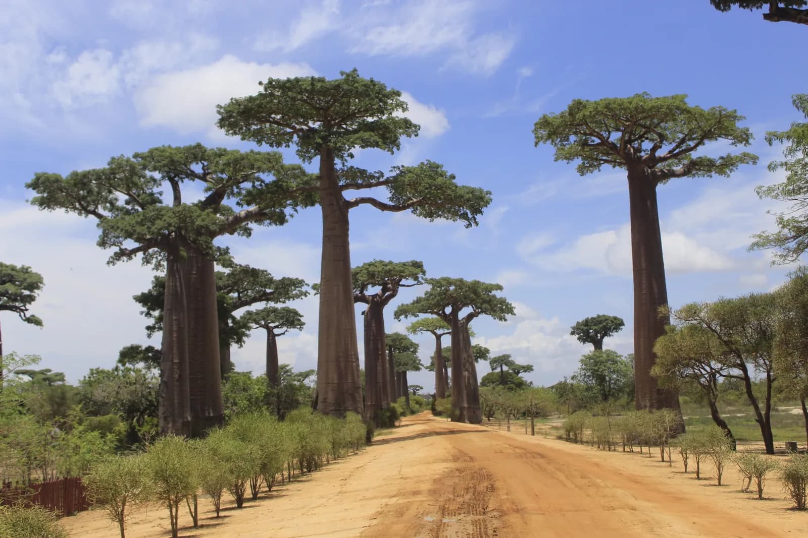 l'allée des Baobabs et ses arbres géants le long d'une piste de terre à Madagascar
