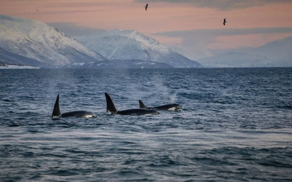 5 Meilleurs Tours pour Observer les Baleines à Tromsø