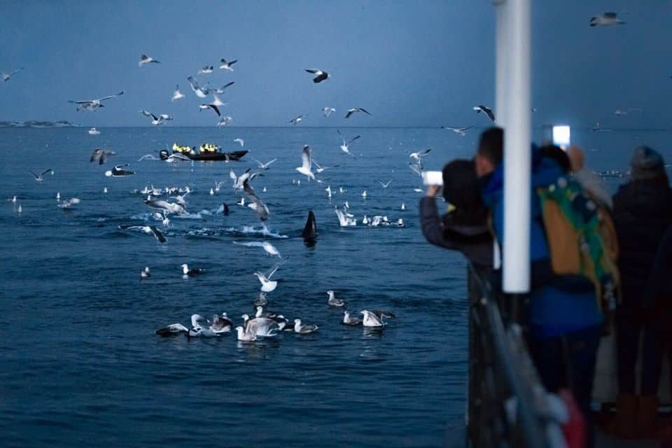 5 Meilleurs Tours pour Observer les Baleines à Tromsø
