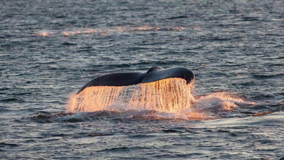 5 Meilleurs Tours pour Observer les Baleines à Tromsø