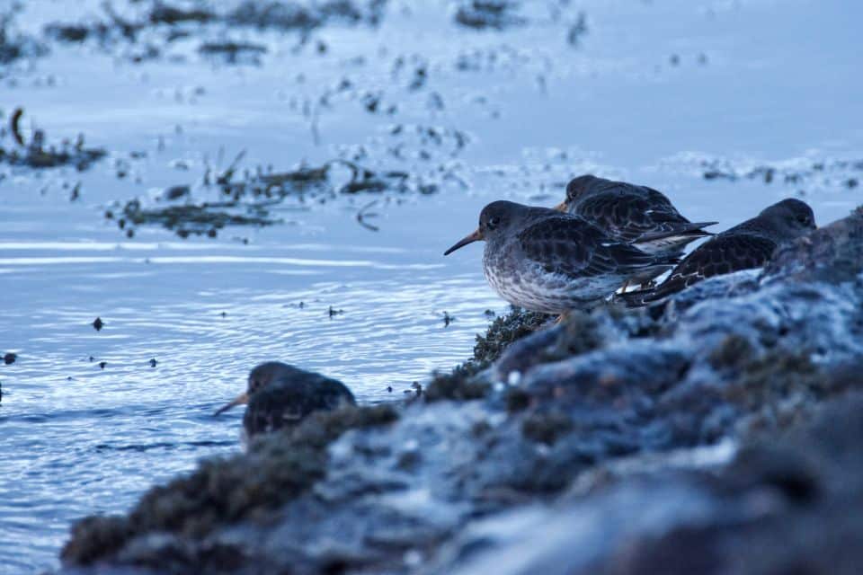 5 Meilleurs Tours pour Observer les Baleines à Tromsø