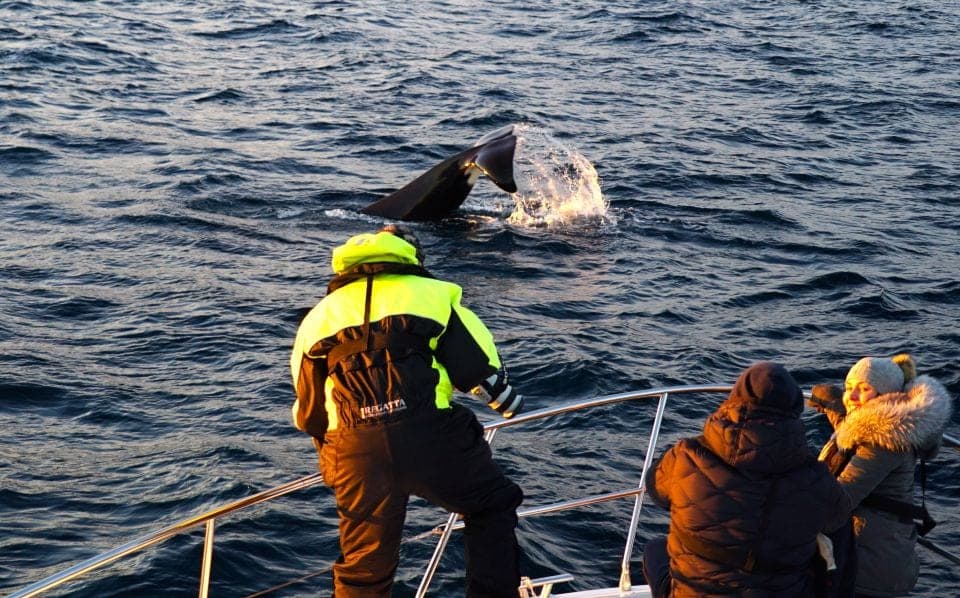 5 Meilleurs Tours pour Observer les Baleines à Tromsø