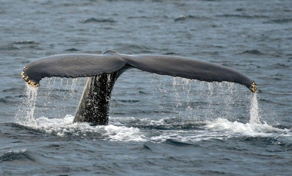 5 Meilleurs Tours pour Observer les Baleines à Tromsø