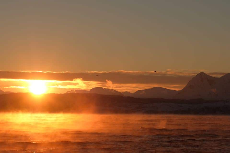 5 Meilleurs Tours pour Observer les Baleines à Tromsø