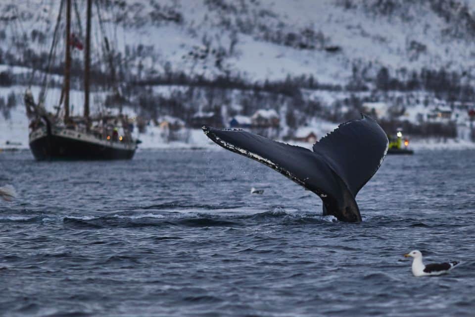 5 Meilleurs Tours pour Observer les Baleines à Tromsø
