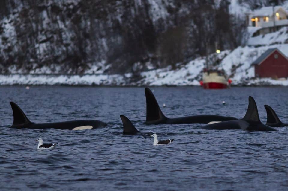 5 Meilleurs Tours pour Observer les Baleines à Tromsø