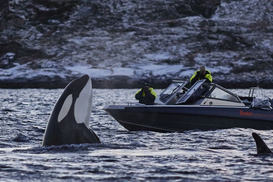 5 Meilleurs Tours pour Observer les Baleines à Tromsø