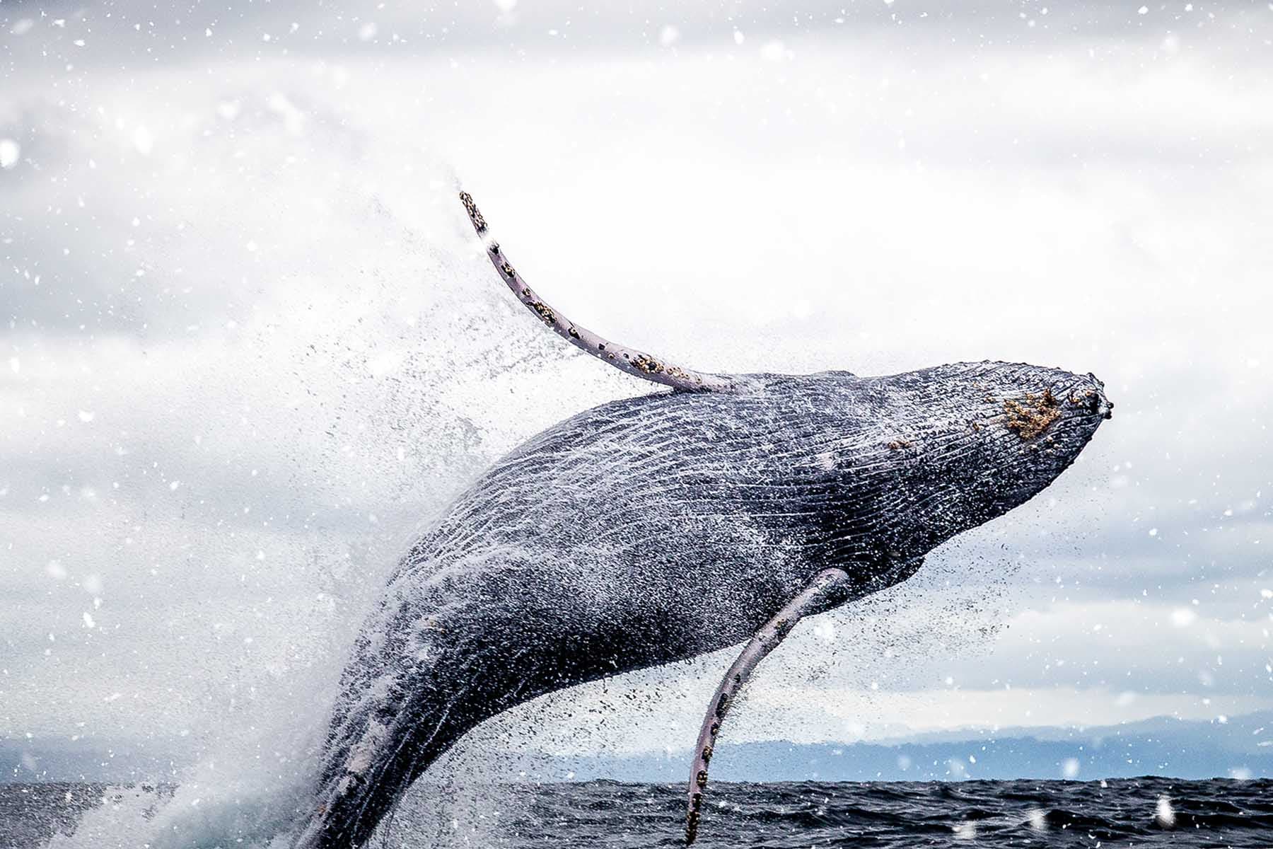 Observation des baleines en bateau silencieux à Tromsø — Norvège, guide de voyage Âme Bohème