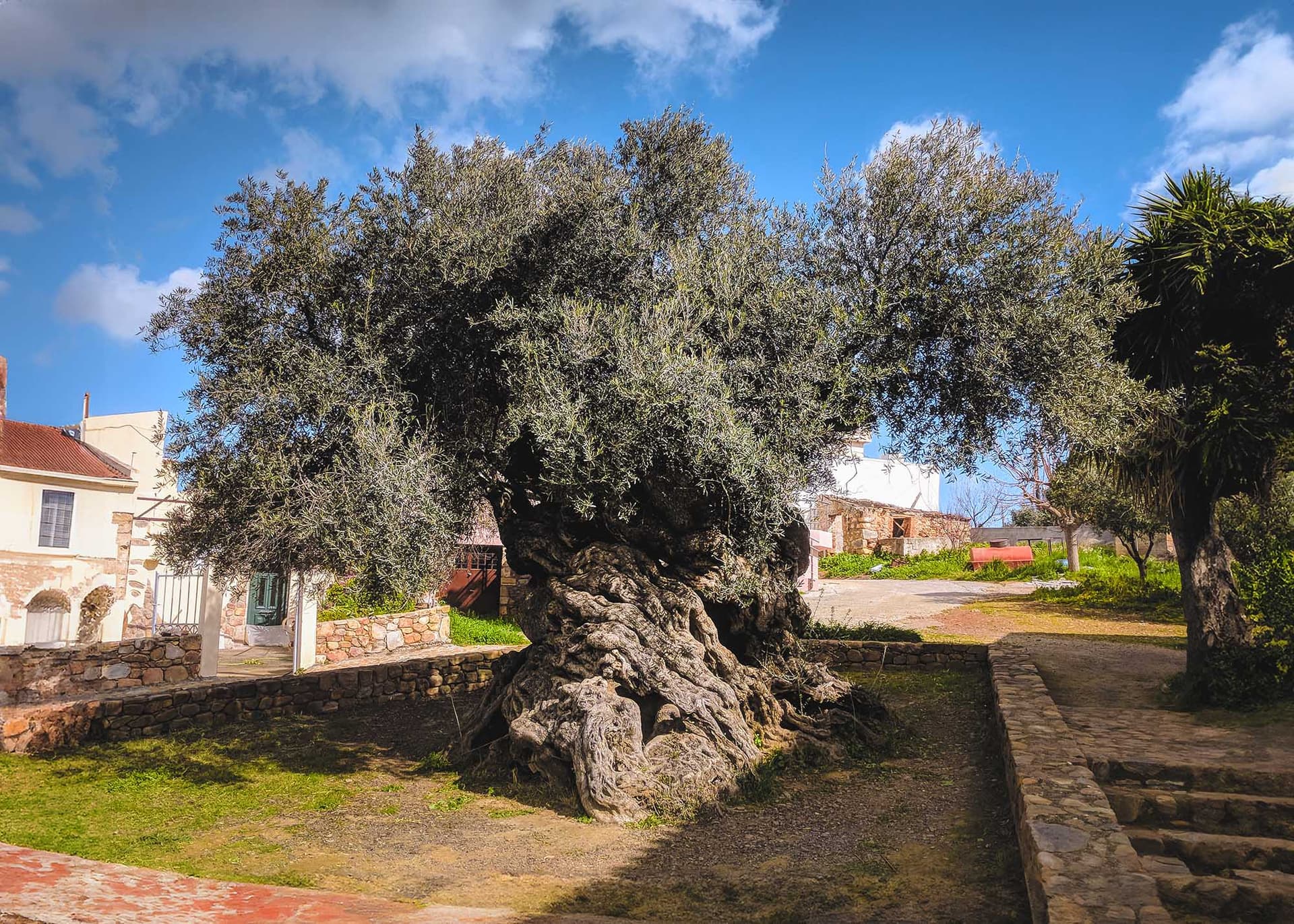 Voir l’Olivier de Voúves en Crète — Crète, guide de voyage Âme Bohème