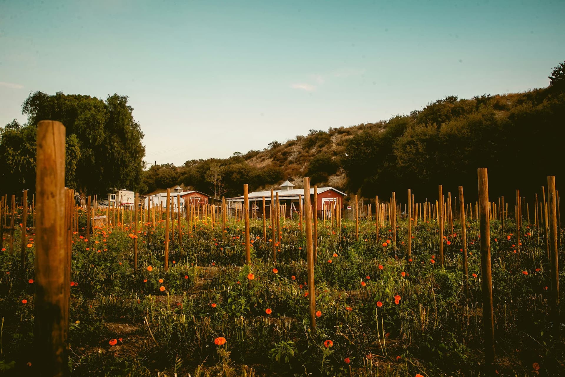 Les Tendances Voyages pour 2025 — , guide de voyage Âme Bohème