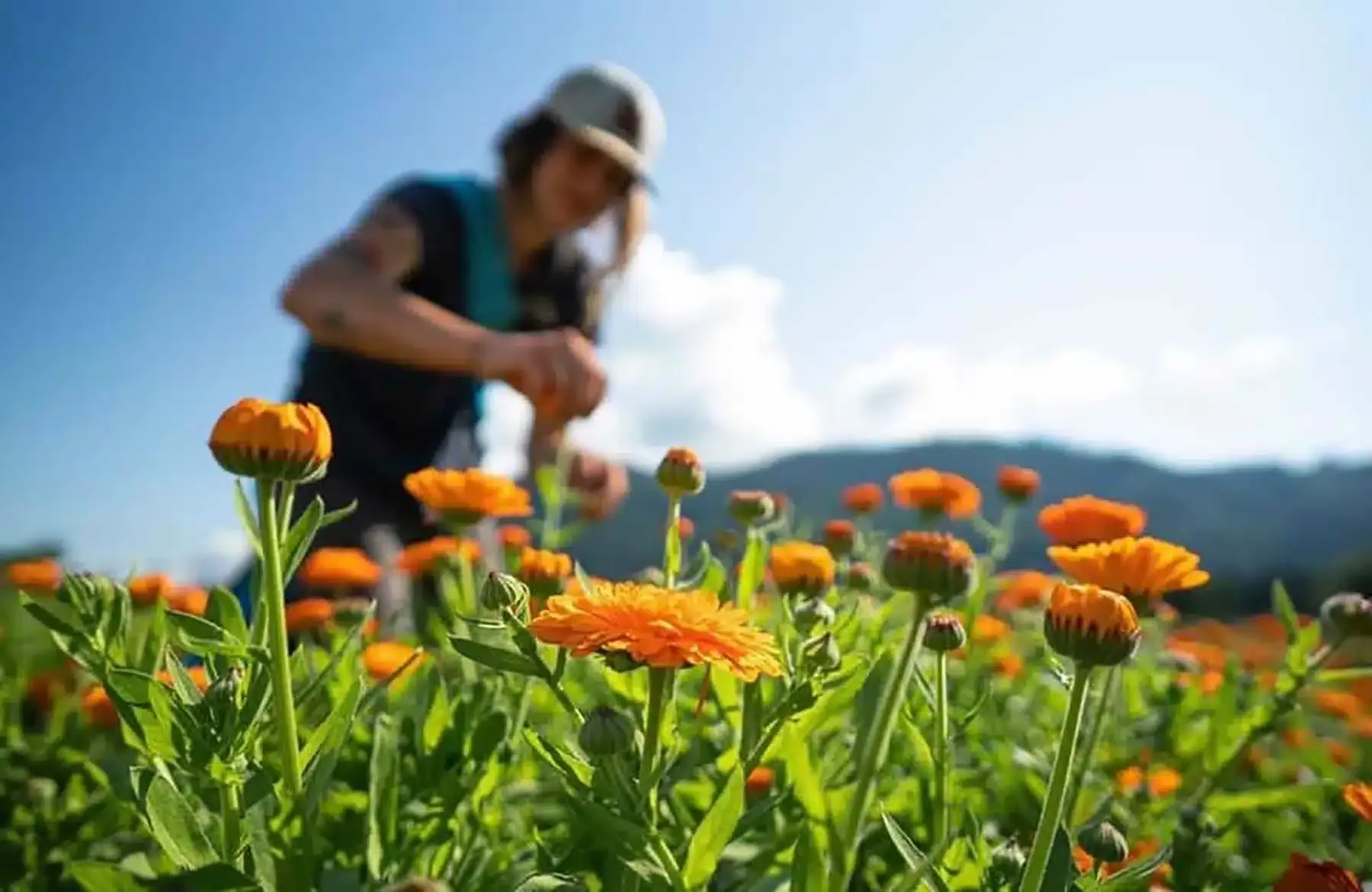 Le Woofing : une opportunité de voyager économique et immersive — , guide de voyage Âme Bohème