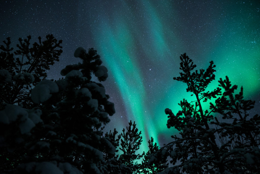 Aurore Boréale dans la foret à Tromso en Norvège