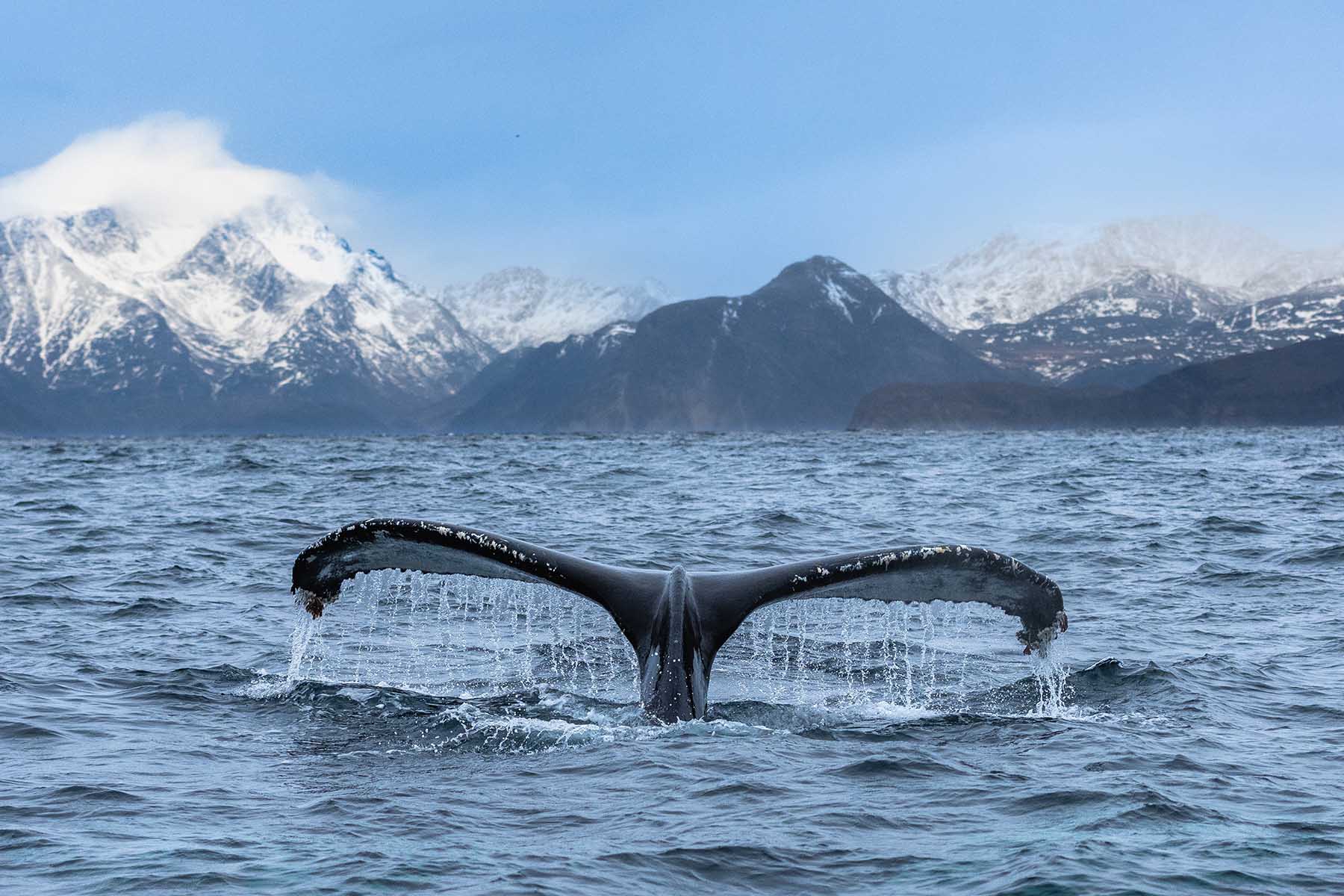 Observation Des Baleines à Tromsø - Guide Complet Pour Frissons ...