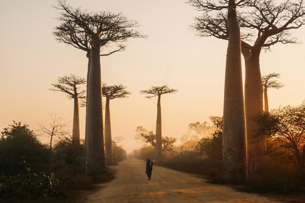 Les gigantesques baobabs emblématiques de Madagascar