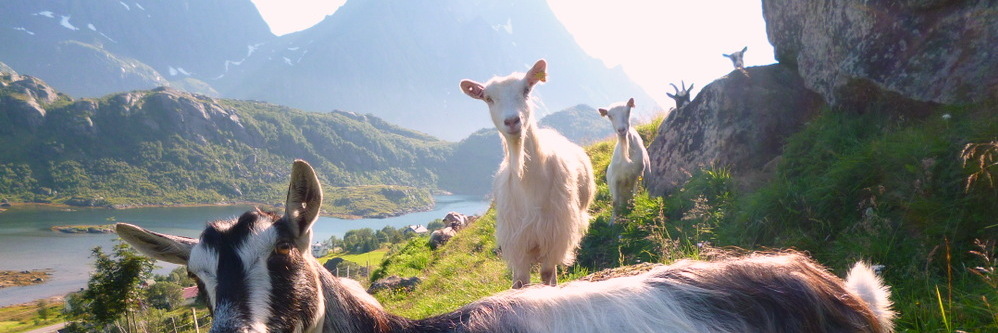 Goutez les fromages des fermes des Lofoten