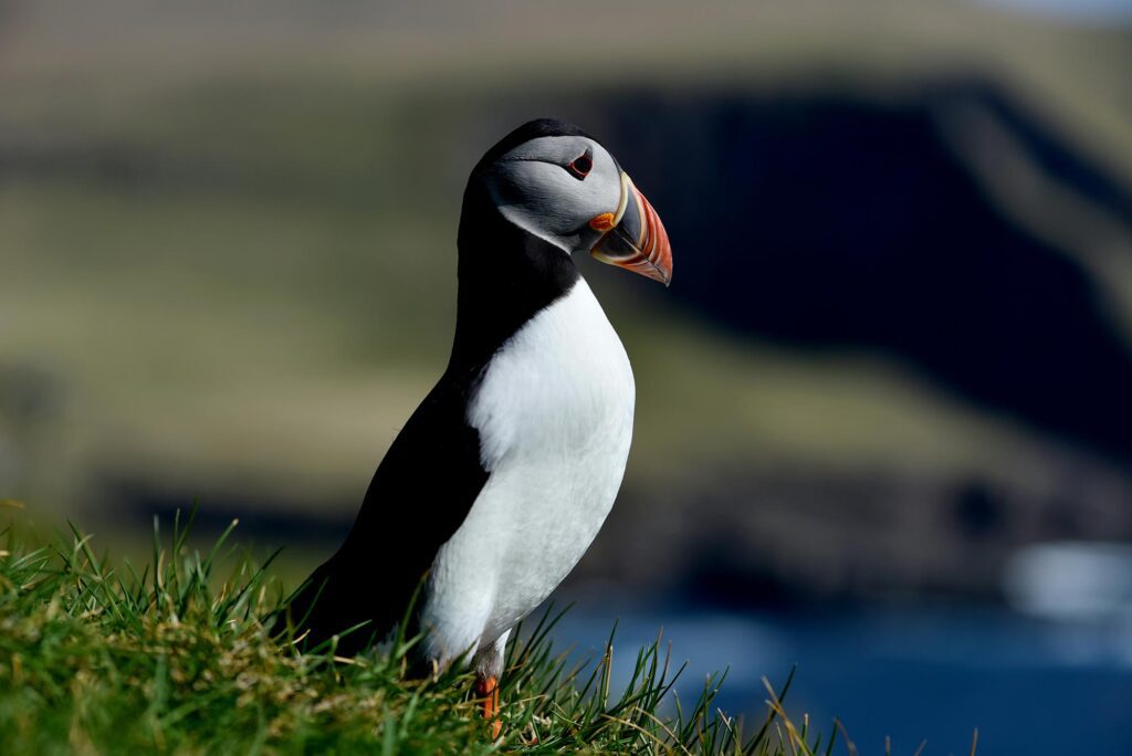 Observez les macareux dans les Lofoten