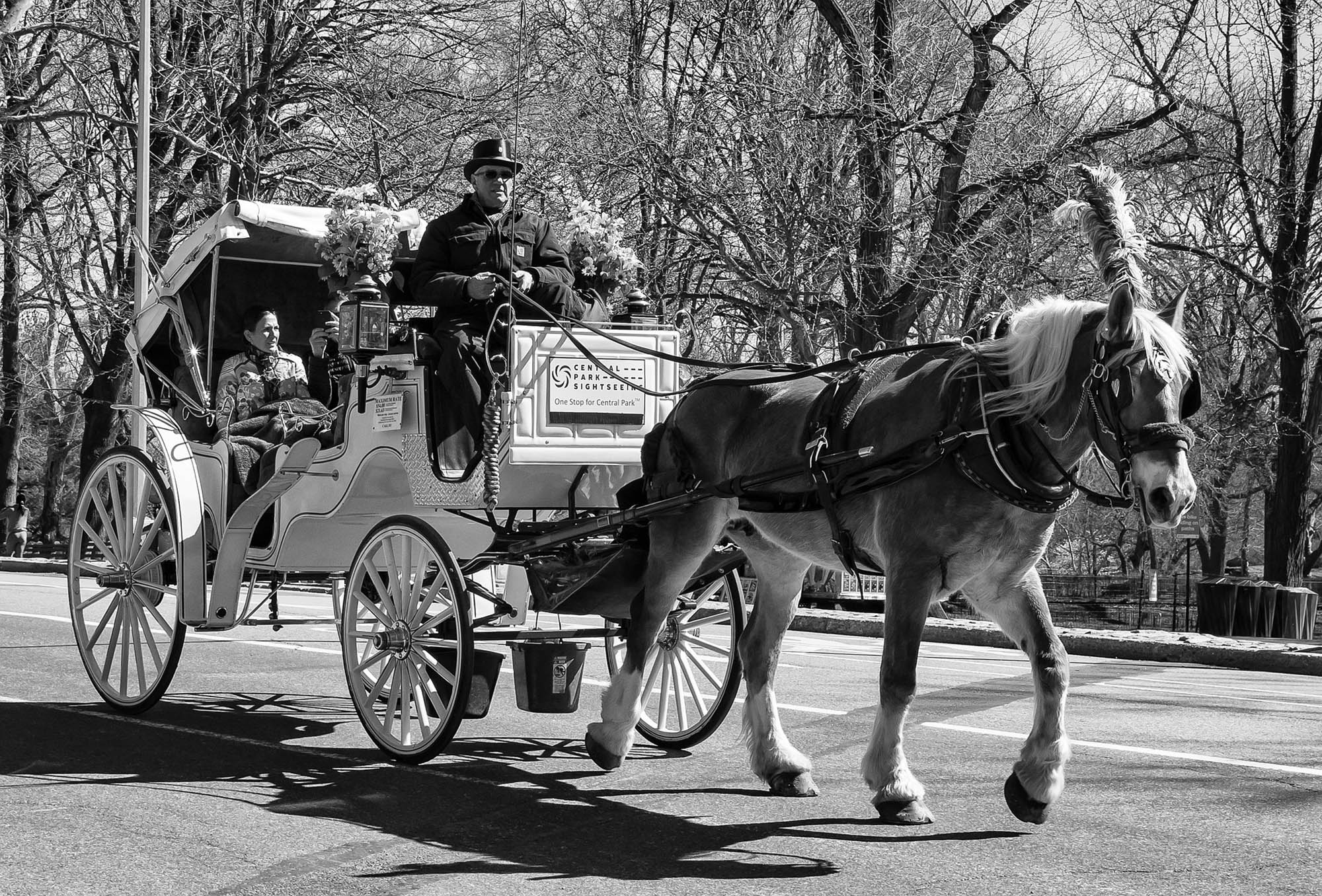 NON aux tours en calèche à Central Park