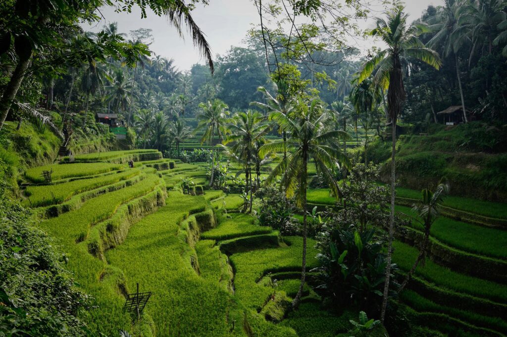 Les espaces verts de Bali, en Indonésie