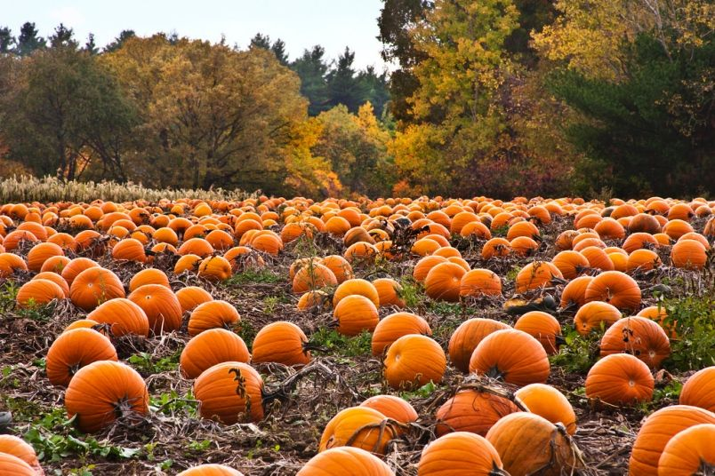 Faire sa cueillette de citrouilles près de Montréal