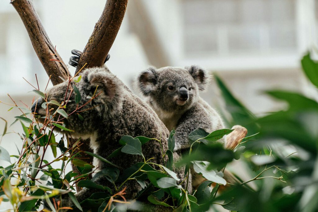 On trouve des koalas dans la ville de Sydney en Australie