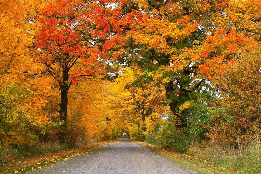 The beautiful colors of Lincoln Park