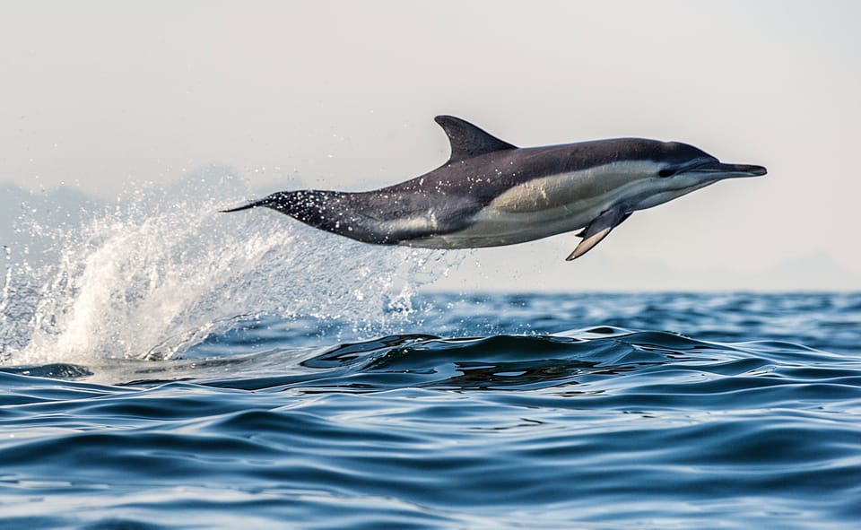 Observez la faune marine de Tauranga