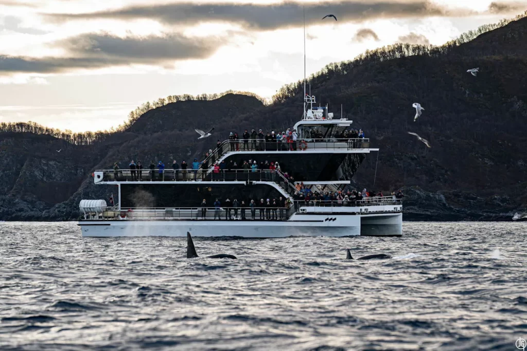 Le guide complet du Brim Explorer pour voir les baleines à Tromsø