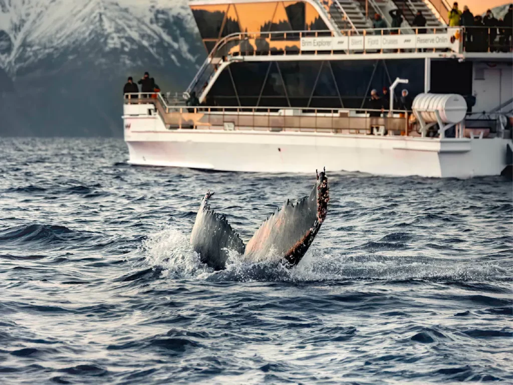 Des bateaux silencieux pour s'approcher des baleines