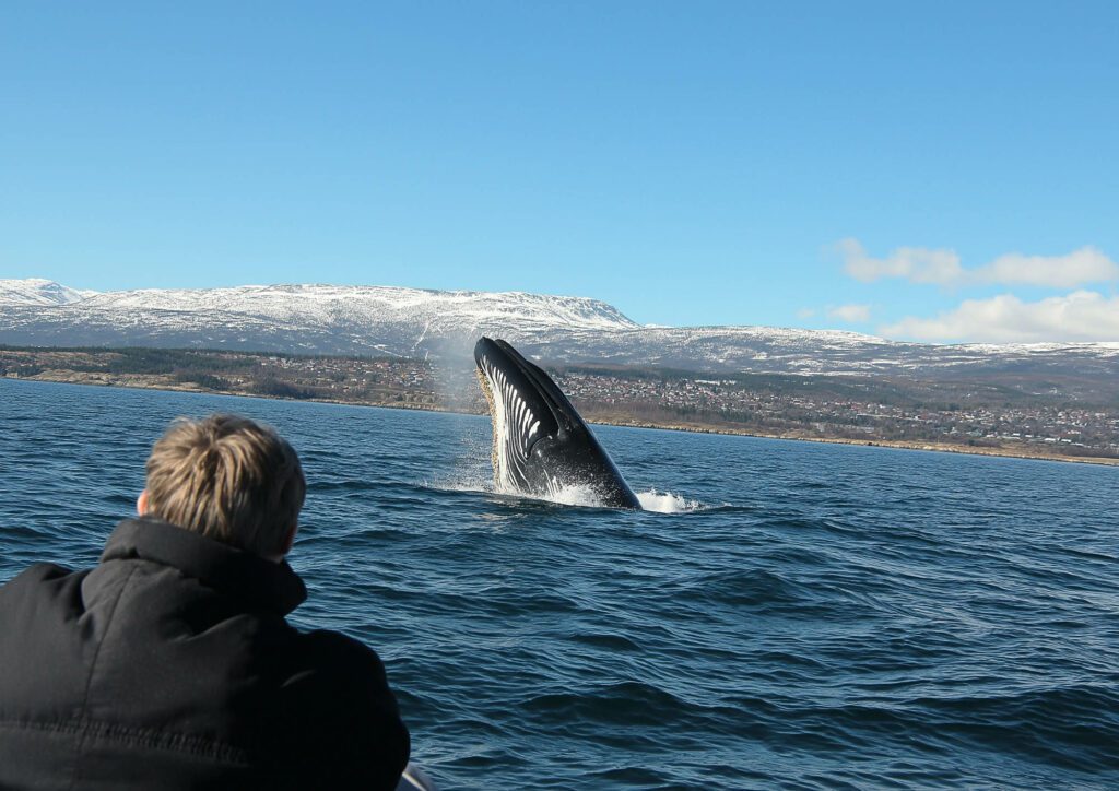 Les magnifiques baleines de Tromsø