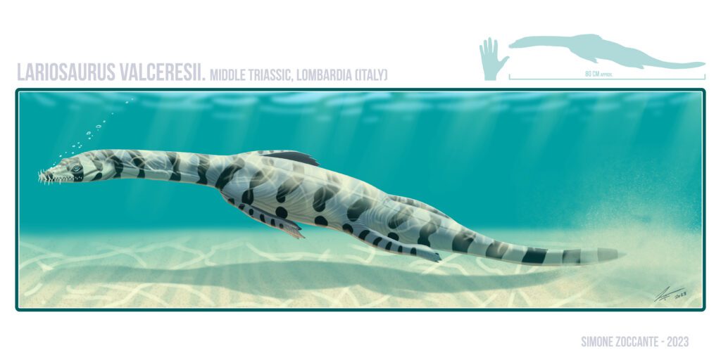 Reconstitution du célèbre Lariosaurus du Lac de Come