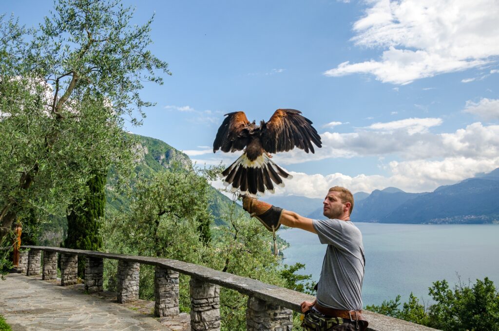 Observer les oiseaux au lac de Côme